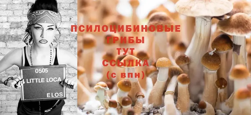 Галлюциногенные грибы MAGIC MUSHROOMS  купить  цена  Правдинск 